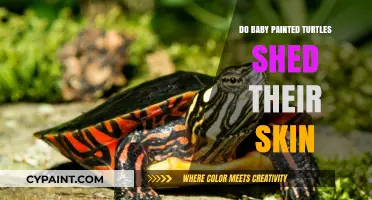 Do Baby Painted Turtles Shed Their Skin? A Complete Guide