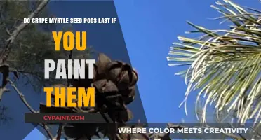 Preserving Crape Myrtle Seed Pods: Can Painting Extend Their Lifespan?