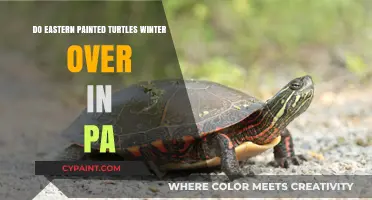 Do Eastern Painted Turtles Hibernate in Pennsylvania Winters?