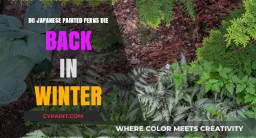 Will Japanese Painted Ferns Survive Winter Without Dying Back?