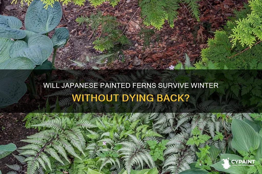 do japanese painted ferns die back in winter