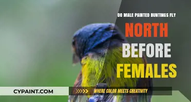 Male vs. Female Painted Buntings: Who Flies North First?