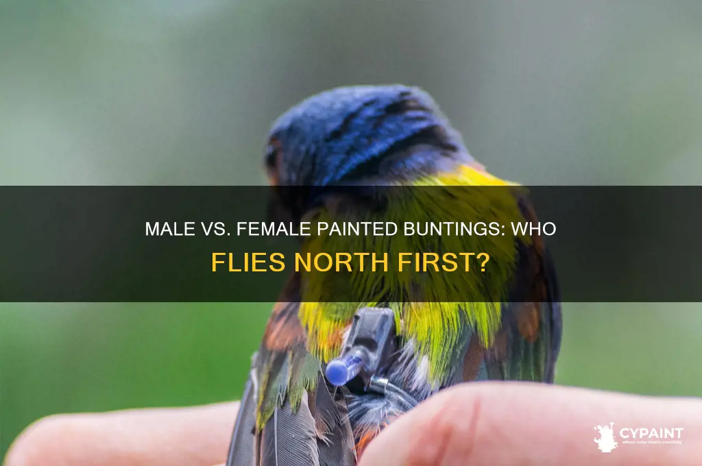 do male painted buntings fly north before females