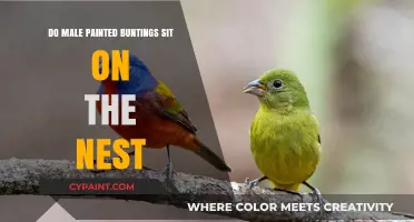 Do Male Painted Buntings Help with Nesting Duties?