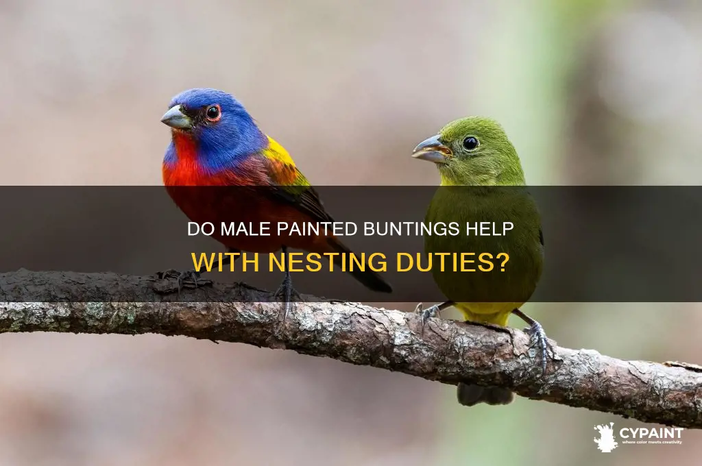 do male painted buntings sit on the nest