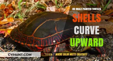 Why Do Male Painted Turtles Have Upward-Curving Shells?