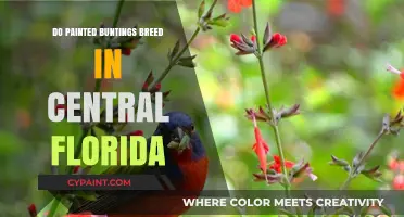 Painted Buntings Breeding Habits in Central Florida: What We Know