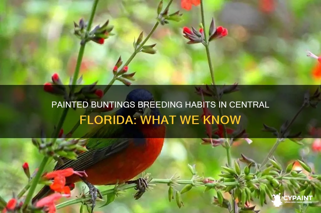 do painted buntings breed in central florida