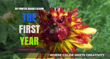 Painted Daisies: First-Year Blooming Expectations and Gardening Tips