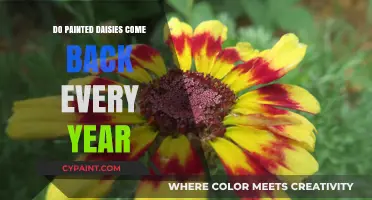Painted Daisies: Annual or Perennial? Your Yearly Blooming Guide