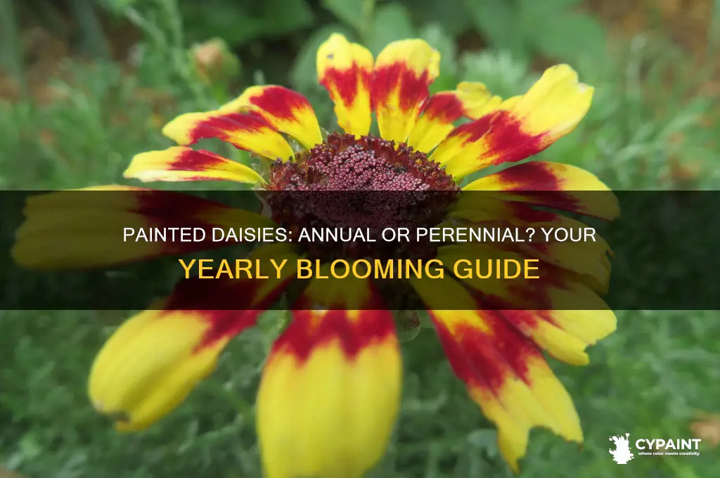 do painted daisies come back every year