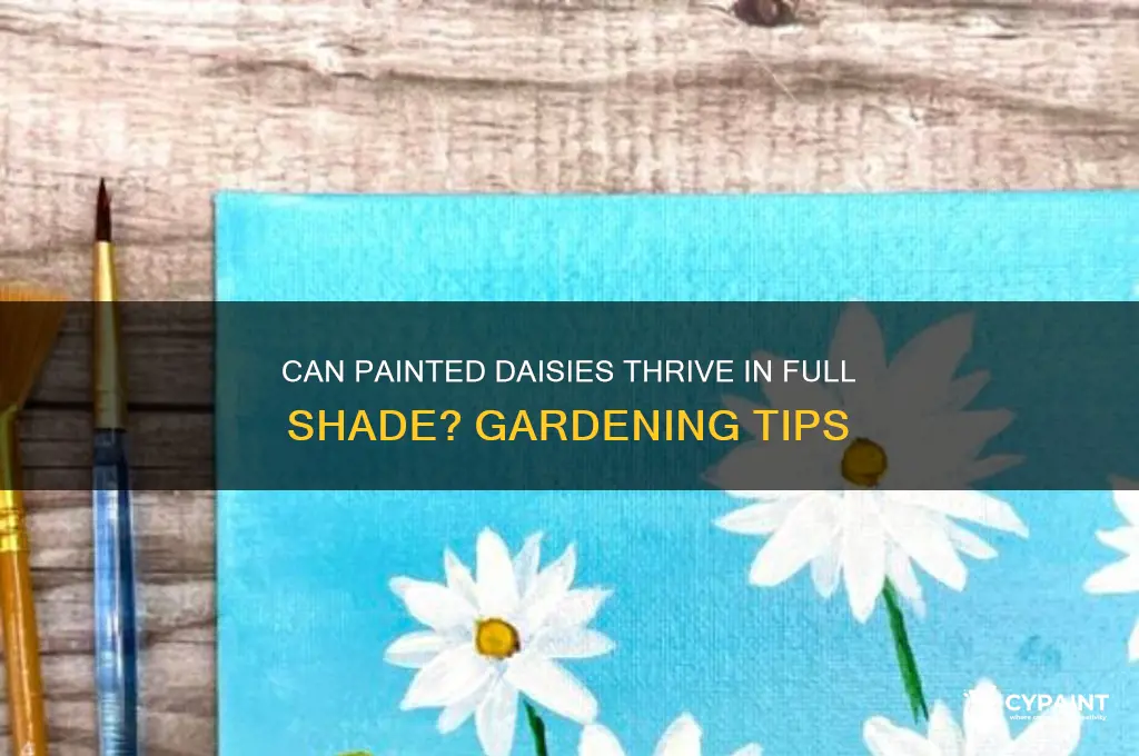 do painted daisies grow in full shade