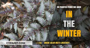 Will Painted Ferns Die Back in Winter? Seasonal Care Tips