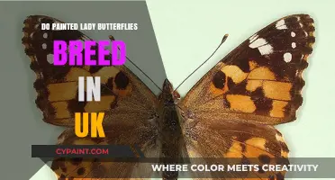 Do Painted Lady Butterflies Breed in the UK? Exploring Their Lifecycle