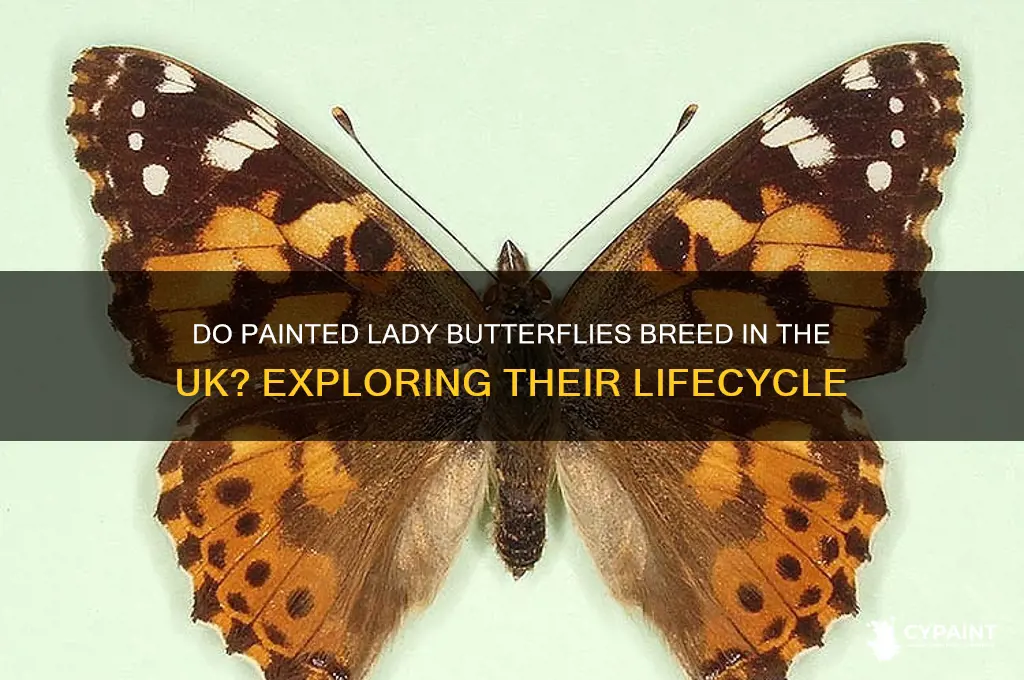 do painted lady butterflies breed in uk