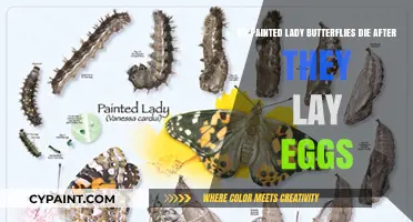 Painted Ladies: Life After Laying Eggs