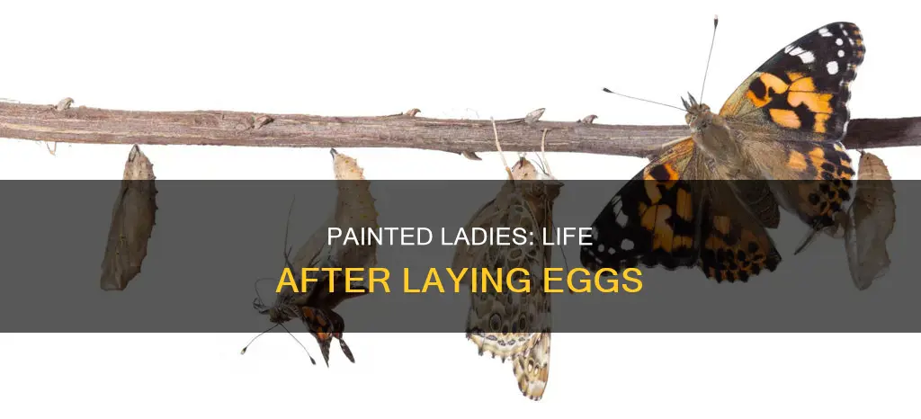 do painted lady butterflies die after they lay eggs