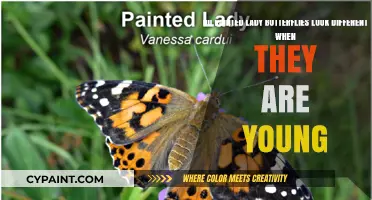 Young Painted Lady Butterflies: Unveiling Their Unique Juvenile Appearance