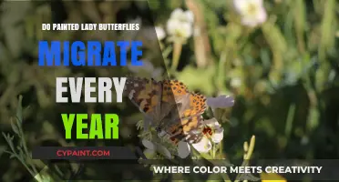 Annual Migration Mystery: Do Painted Lady Butterflies Travel Yearly?