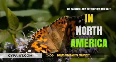 Do Painted Lady Butterflies Migrate in North America? Exploring Their Journey