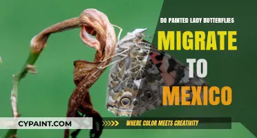 Do Painted Lady Butterflies Migrate to Mexico? Unveiling the Mystery