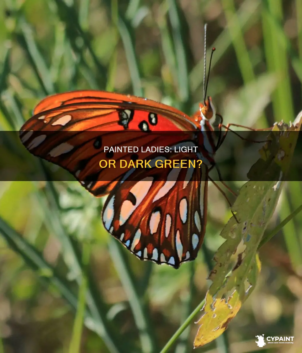 do painted lady butterflies prefer light or dark green