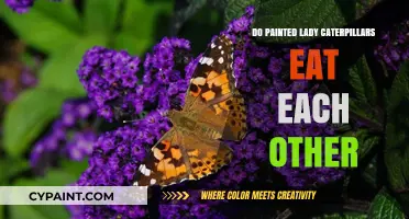 Painted Lady Caterpillars: Cannibalism or Coexistence in Their Feeding Habits?