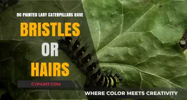 Painted Lady Caterpillars: Bristles, Hairs, or Neither? Unveiling the Truth