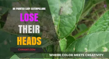 Do Painted Lady Caterpillars Lose Their Heads? Unveiling the Truth