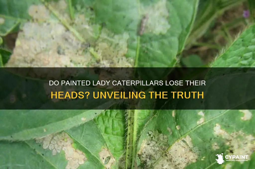 do painted lady caterpillars lose their heads