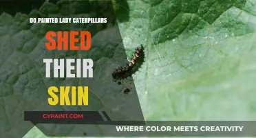Do Painted Lady Caterpillars Shed Their Skin? A Complete Guide