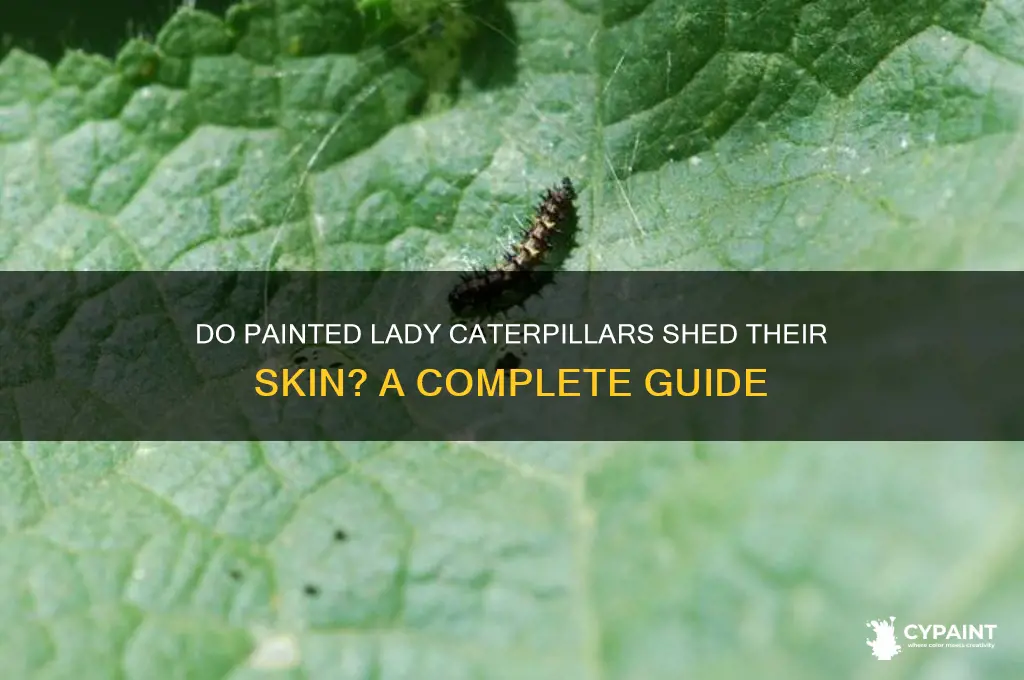 do painted lady caterpillars shed their skin