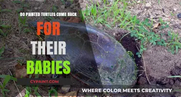 Do Painted Turtles Return to Their Nests and Hatchlings?
