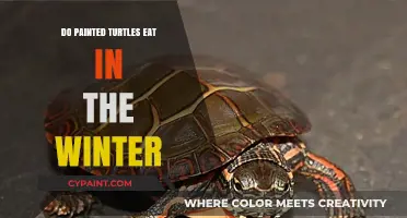 Do Painted Turtles Eat in Winter? Seasonal Feeding Habits Explained