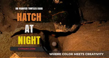 Do Painted Turtle Eggs Hatch at Night? Uncovering the Mystery