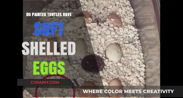Painted Turtles' Egg Mystery: Are Their Shells Soft or Hard?