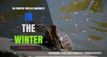 Do Painted Turtles Hibernate in Winter? Understanding Their Survival Strategies