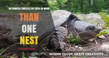 Do Painted Turtles Use Multiple Nests for Egg Laying?
