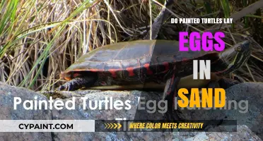 Do Painted Turtles Lay Eggs in Sand? Habitat Insights