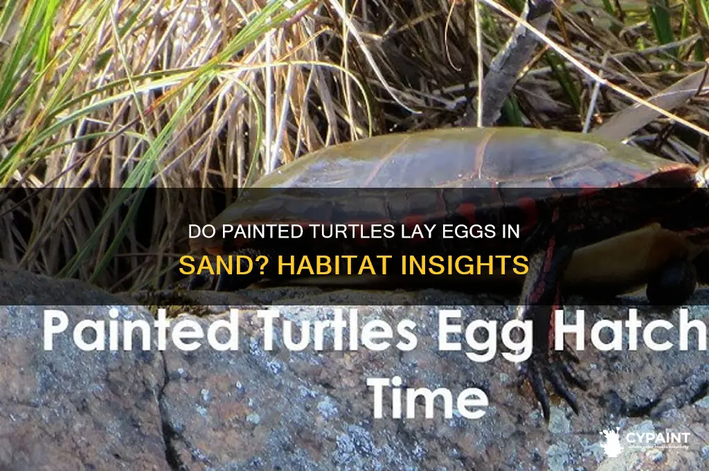 do painted turtles lay eggs in sand