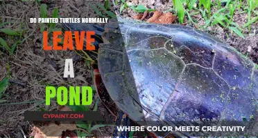 Do Painted Turtles Leave Ponds? Understanding Their Natural Habitat Movements