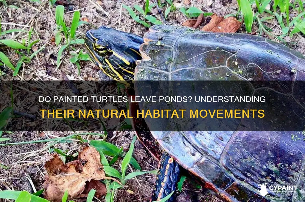 do painted turtles normally leave a pond