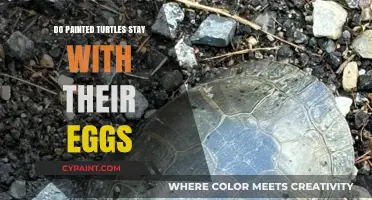 Do Painted Turtles Guard Their Eggs? Parental Care Explained