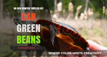 Exploring the Diet of Red-Painted Turtles: Can Green Beans Be Included?
