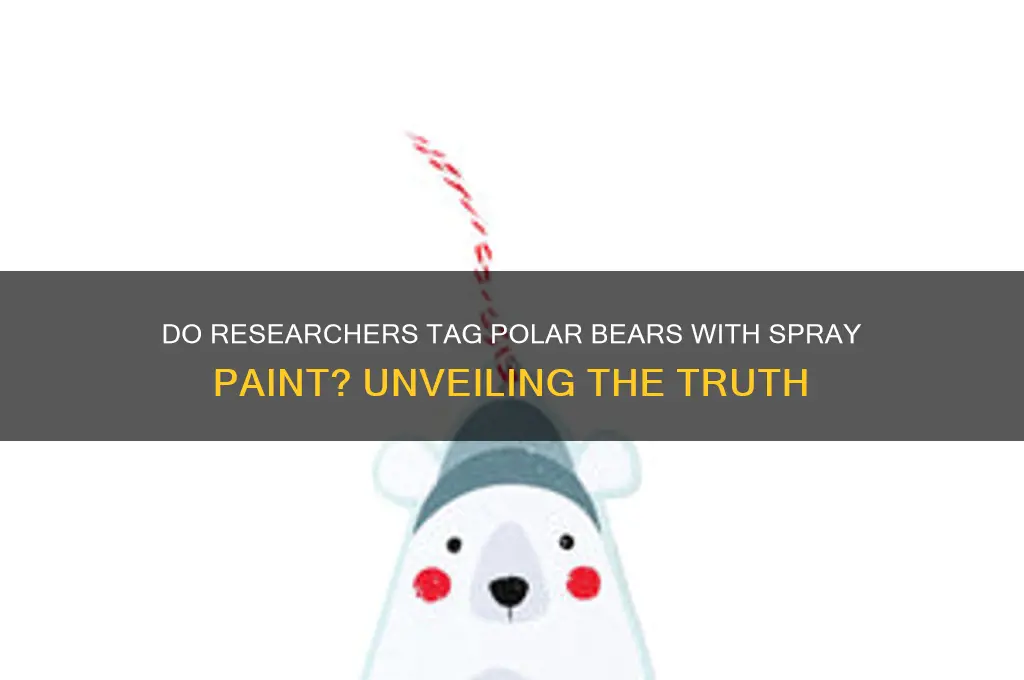 do researhers tag polar bears with spra paint