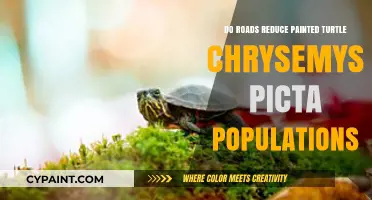 Roads' Impact on Painted Turtle Chrysemys Picta Populations: A Concern