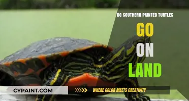 Southern Painted Turtles: Land Habits and Aquatic Lifestyle Explained