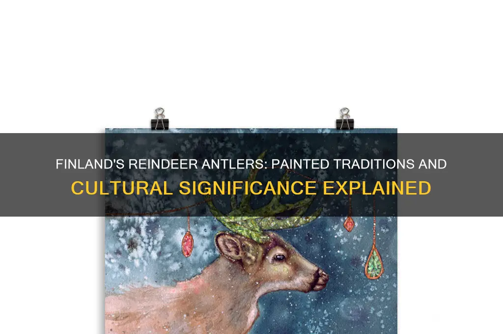 do they paint reindeer antlers in finland