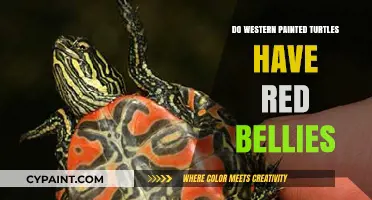 Do Western Painted Turtles Have Red Bellies? Unveiling the Truth