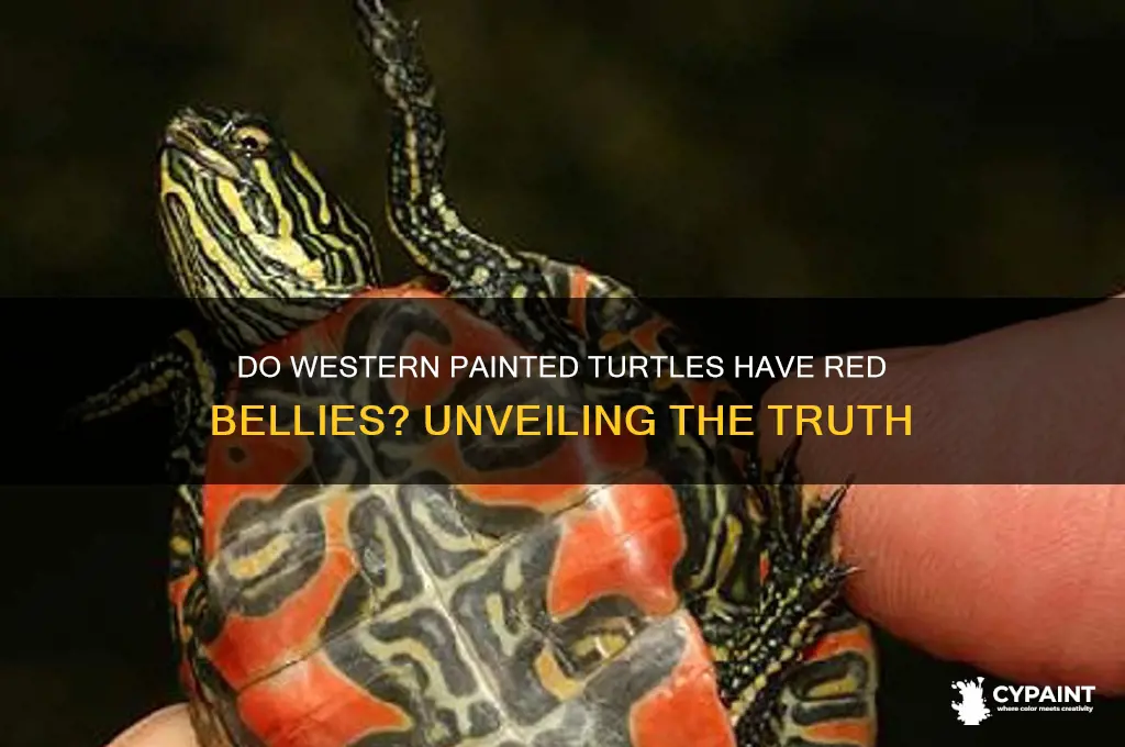 do western painted turtles have red bellies